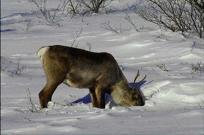 example of commensalism in the tundra